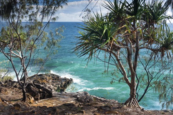 Coastal walk in Noosa heads with mangrove tree, holiday, travel, coast, ocean, sea, east coast, Queensland, Australian