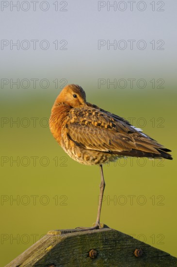 Black-tailed Godwit, Netherlands