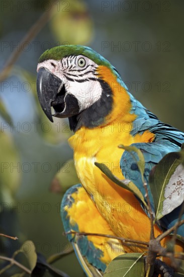 Blue-and-Yellow Macaw (Ara ararauna), Pantanal, Brazil, South America