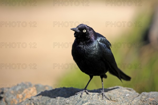 Brewer's blackbird (Euphagus cyanocephalus), California, USA, North America