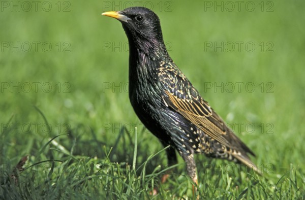 Starling (Sturnus vulgaris), Germany, Europe