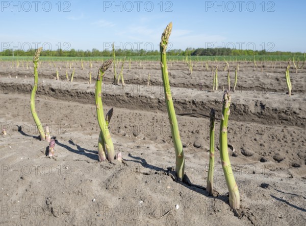 Green asparagus (Asparagus) growing in an asparagus field, Lower Saxony, Germany, Europe