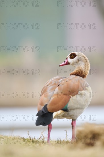 Egyptian goose (Alopochen aegyptiaca), standing on a meadow, Bavaria, Germany Europe