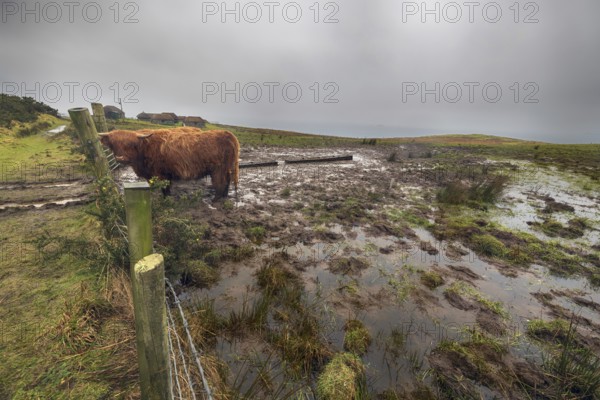 Highland Cattle, Isle of Skye, Scotland, Great Britain