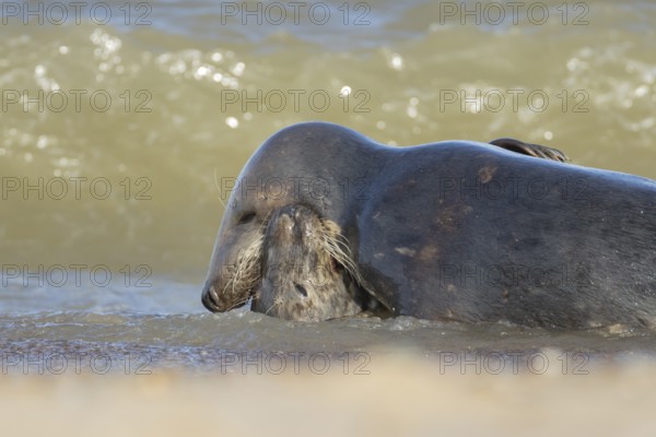 Grey (Halichoerus grypus) seal two adult animals playing in the surf of the sea, Norfolk, England, United Kingdom, Europe