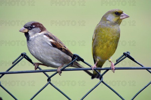 House Sparrow (Passer domesticus) and Greenfinch (Carduelis chloris) on garden fence, Lower Saxony, Germany, finches, Europe