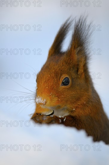 Squirrel, North Rhine-Westphalia, Germany, Europe