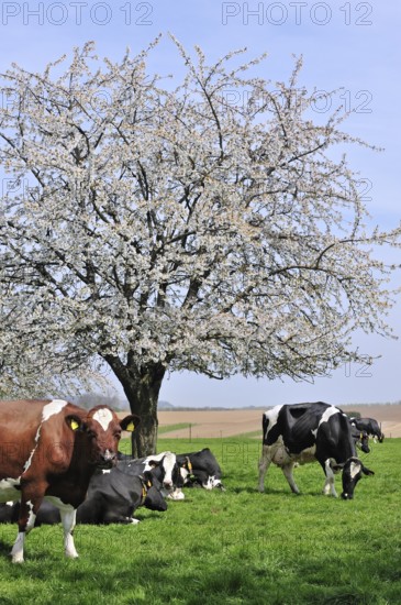 Cows (Bos taurus) resting in orchard with cherry trees blossoming (Prunus avium) (Cerasus avium), Haspengouw, Belgium, Europe