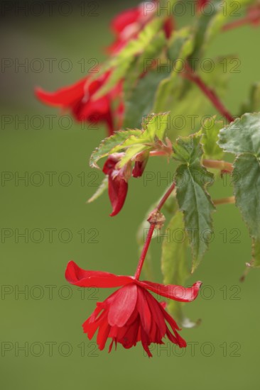 Begonia pendula (Begonia bertinii)