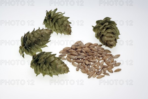 Hop (Humulus lupulus) flowers and barleys (Hordeum vulgare)