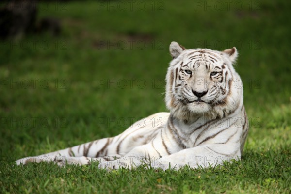 White Bengal Tiger (Panthera tigris tigris), White Tiger