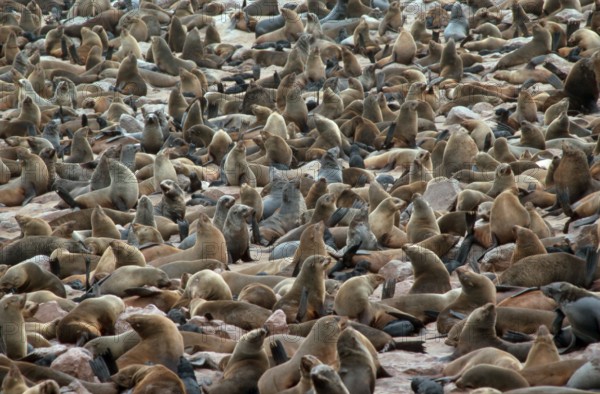 South African fur seal (Arctocephalus pusillus) colony, Cape Cross, pygmy fur seal, cape fur seal, South African fur seal, Namibia, Africa