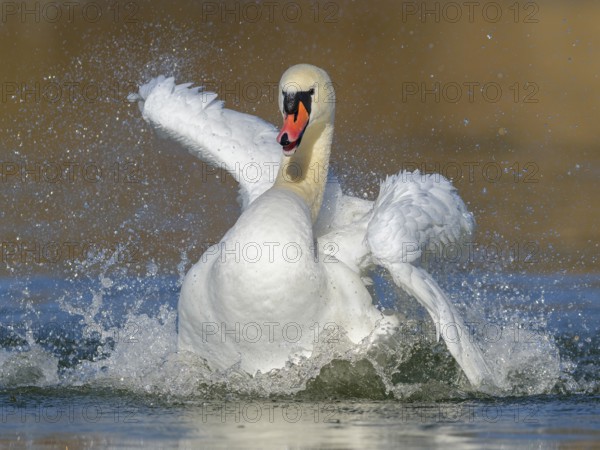 Mute swan (Cygnus olor), bathing, Isar, Munich, Bavaria, Germany, Europe