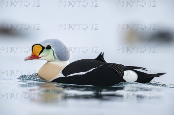 King eider (Somateria spectabilis), also known as King Eider, portrait male, Batsfjord, Båtsfjord, Varanger Peninsula, Finnmark, Northern Norway, Norway, Europe