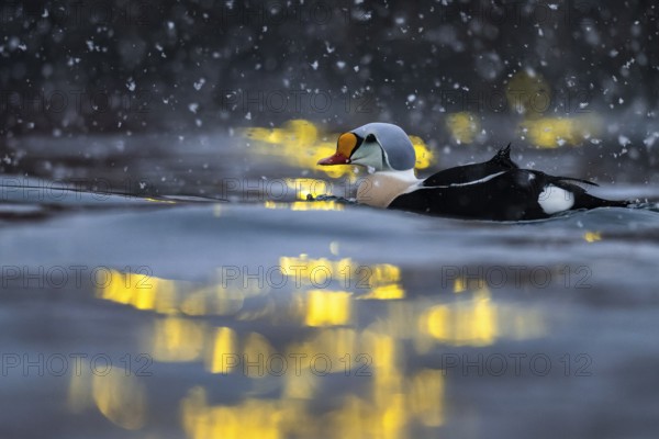 King eider (Somateria spectabilis), male, reflections of lights in the harbour, snowfall, Batsfjord, Båtsfjord, Varanger Peninsula, Finnmark, Northern Norway, Norway, Europe