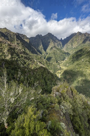 Densely overgrown steep mountains, green mountain landscape, view from the Miradouro dos Balcões, mountain valley Ribeira da Metade and the central mountains, Madeira, Portugal, Europe