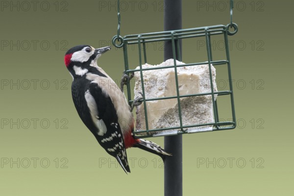 Great spotted woodpecker (Dendrocopos major) male eating fat, suet from bird feeder, birdfeeder in garden in winter