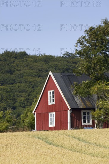 Lonely traditional red wooden cottage along field in summer in rural Skåne, Scania, Sweden, Scandinavia, Europe