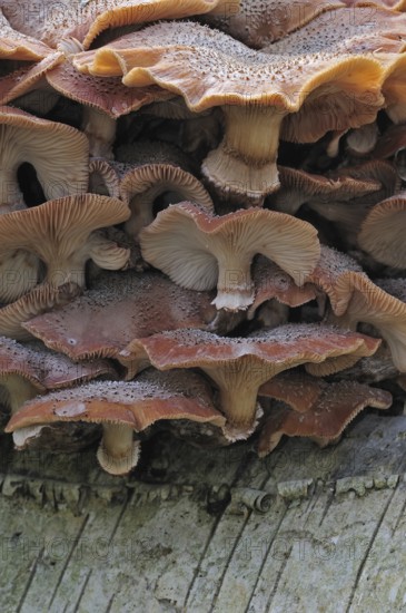 Dark honey fungus (Armillaria solidipes) (Armillaria ostoyae) growing in cluster on tree trunk in autumn forest