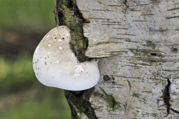 Birch bracket (Piptoporus betulinus) fungus, Razor strop on Birch tree in forest