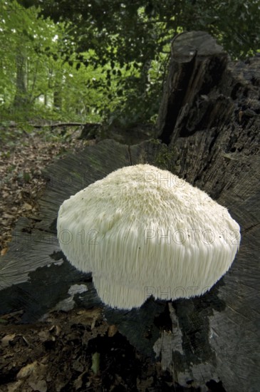 Lion's mane mushroom, bearded tooth (Hericium erinaceum) (Hericium erinaceus) (Clavaria erinaceus) on tree trunk