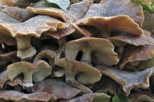 Dark honey fungus (Armillaria solidipes) (Armillaria ostoyae) growing in cluster on tree trunk in autumn forest