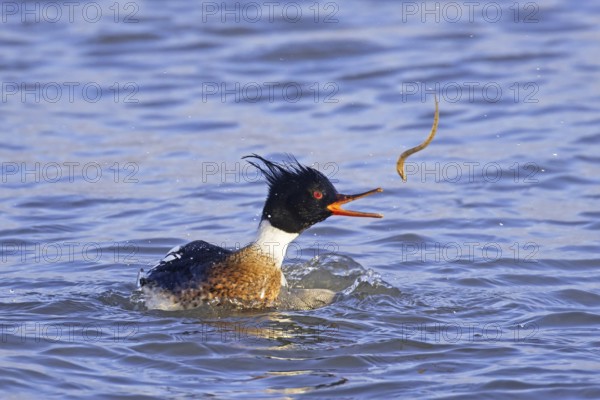 Red-breasted merganser (Mergus serrator) male swimming in sea and catching rock gunnel (Pholis gunnellus), butterfish fish prey in winter