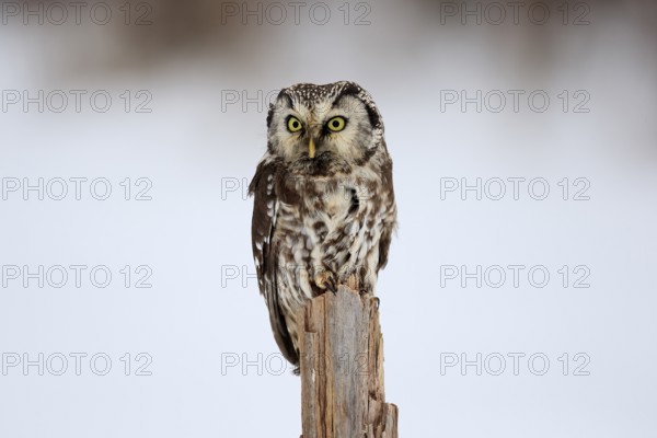 Tengmalm's Owl (Aegolius funereus), Tengmalm's Owl, adult, perch, in the snow, alert, in winter, Bohemian Forest, Czech Republic, Europe