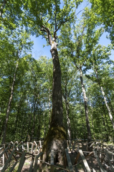 Forest of Troncais. Remarkable oak named Chene Carré. Oak whose trunk base is square. It is 30m high, 6. 35m in circumference and about 392 years old. Allier department. Auvergne Rhone Alpes. France