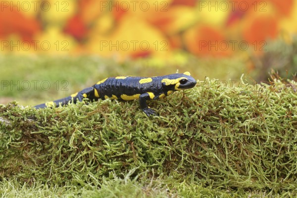 Fire salamander (Salamandra salamandra), running over moss in autumn forest, Indian summer, wildlife, North Rhine-Westphalia, Germany, Europe