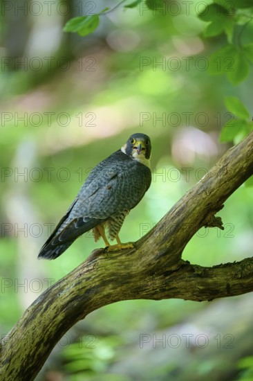 Peregrine Falcon (Falco peregrinus), adult sitting on branch in forest, Bohemian Forest, Czech Republic, Europe