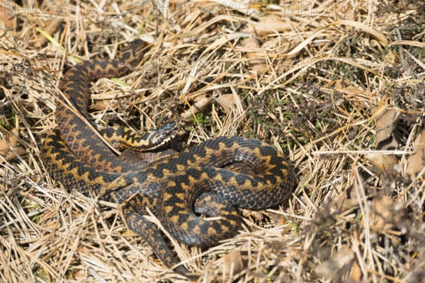 Two wild common european vipers (Vipera berus), brown, adult animals, females, lying and cuddling well camouflaged in the sun between grass, autumn leaves and heather or common heather (Calluna vulgaris), one animal crawling away, Pietzmoor nature reserve, Lüneburg Heath, Lower Saxony, Germany, Europe