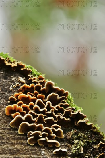 Mushrooms on a sawn-off tree trunk, October, Saxony, Germany, Europe