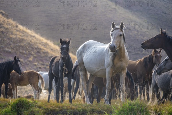 Herd of horses, Kyrgyzstan, Asia