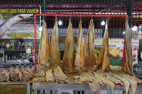 Giant pirarucu fish or (Arapaima gigas) fish hanging in the fish market section, Adolpho Lisboa market hall, Manaus, Amazonia State, Brazil, South America