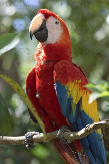 Scarlet Macaw (Ara macao)