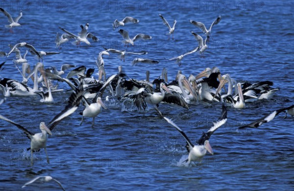 Australian australian pelican (Pelecanus conspicillatus) and gulls, Kangaroo Island, Australia, Oceania