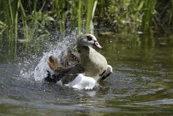 Egyptian egyptian goose (Alopochen aegyptiacus), bathing