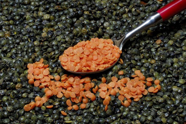 Green and red Lentils (Lens culinaris) with spoon