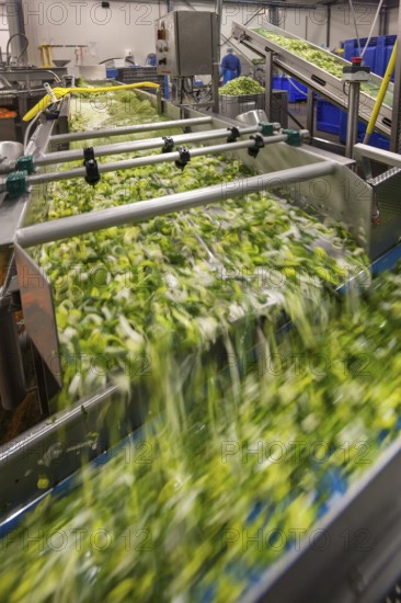 Vegetable washing machine in food factory for rinsing chopped vegetables