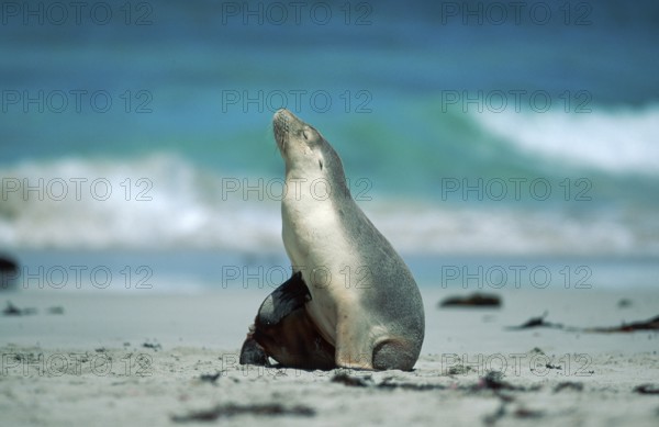 Australian Sea Lion (Neophoca cinerea), Kangaroo Island, Australia, Oceania