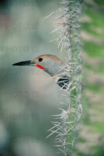 Common Flicker looking out of Saguaro cactus, Sonora desert, Arizona, USA (Colaptes auratus)