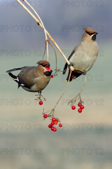 Bohemian Waxwings (Bombycilla garrulus) picking Common Snowball berries, Lower Saxony, Germany, Europe