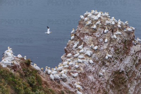 Northern gannet (Morus bassanus), Helgoland Cliff, Helgoland High Seas Island, North Sea, rock strata, geology, Schleswig-Holstein, Germany, Helgoland, Schleswig-Holstein, Germany, Europe