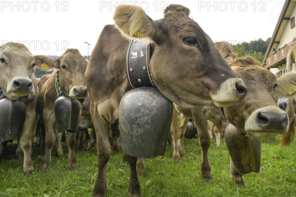 16. 09. 2022. Almabtrieb, cattle seperation in Thalkirchdorf, Markt Oberstaufen, Allgäu, Bavaria, Germany, Europe