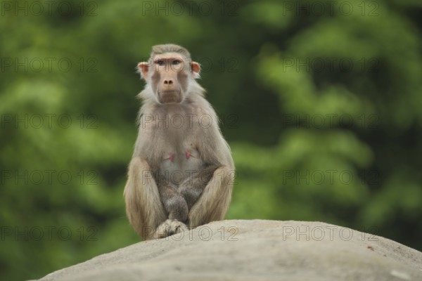 Female hamadryas baboon (Papio hamadryas), baboon, baboons, guenon, guenons, captive