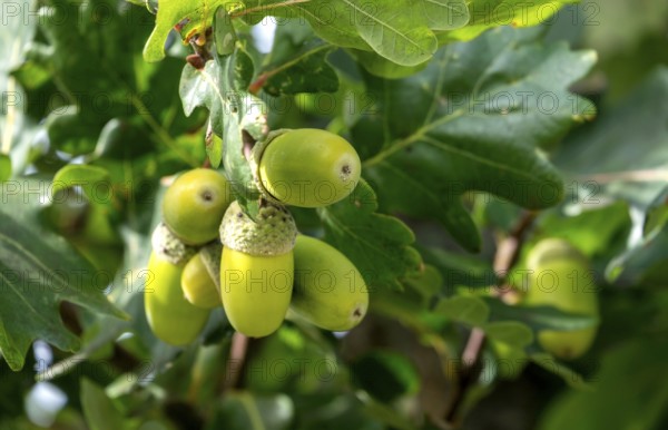 Acorns of a English oak (Quercus robur), Münsterland, North Rhine-Westphalia, Germany, Europe