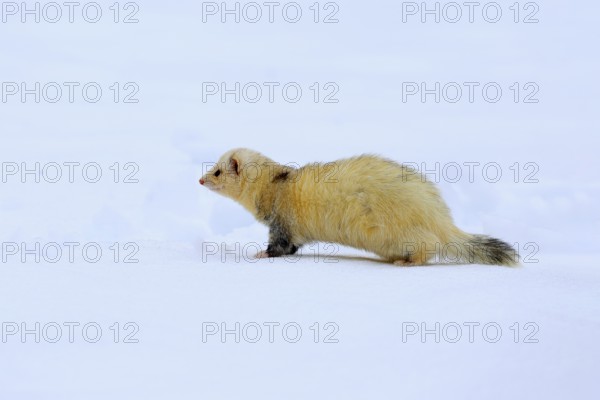 Ferret (Mustela putorius furo), adult, albino, in winter, in the snow, Bohemian Forest, Czech Republic, Europe