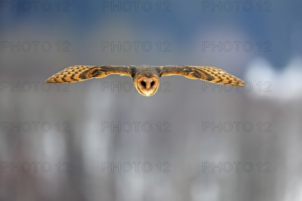 Central European barn owl (Tyto alba guttata), adult, flying, in winter, in snow, Bohemian Forest, Czech Republic, Europe