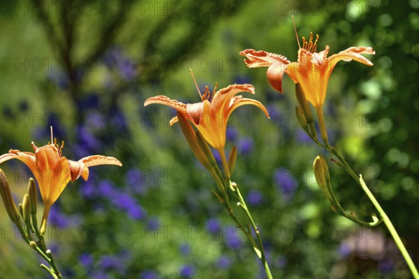 Flowering daylily (Hemerocallis fulva) amidst a flowering lavender (Lavandula angustifolia), Bavaria, Germany, Europe